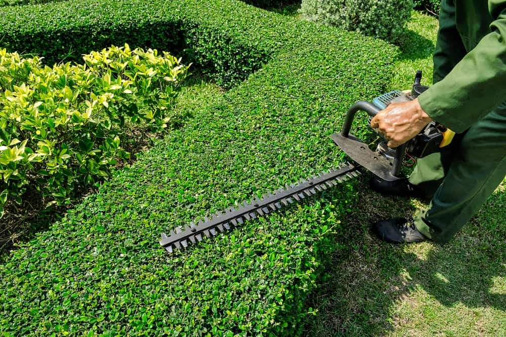Hedge Trimming Charlotte NC