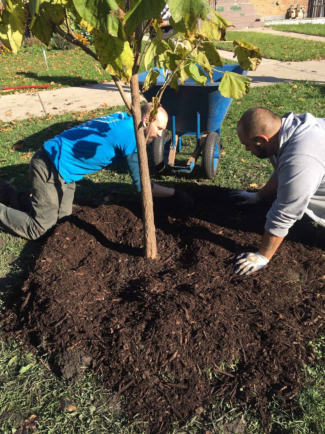 Tree Planting Charlotte NC
