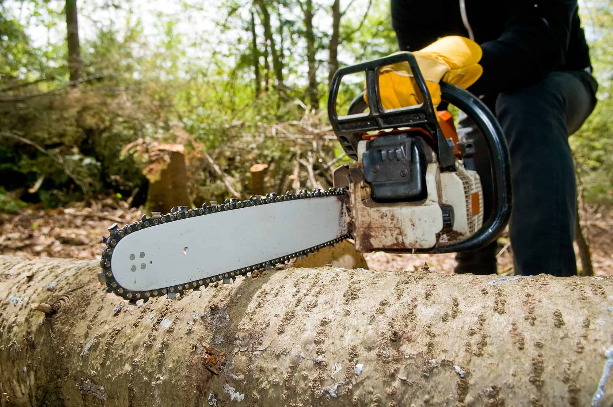Tree Removal Charlotte NC